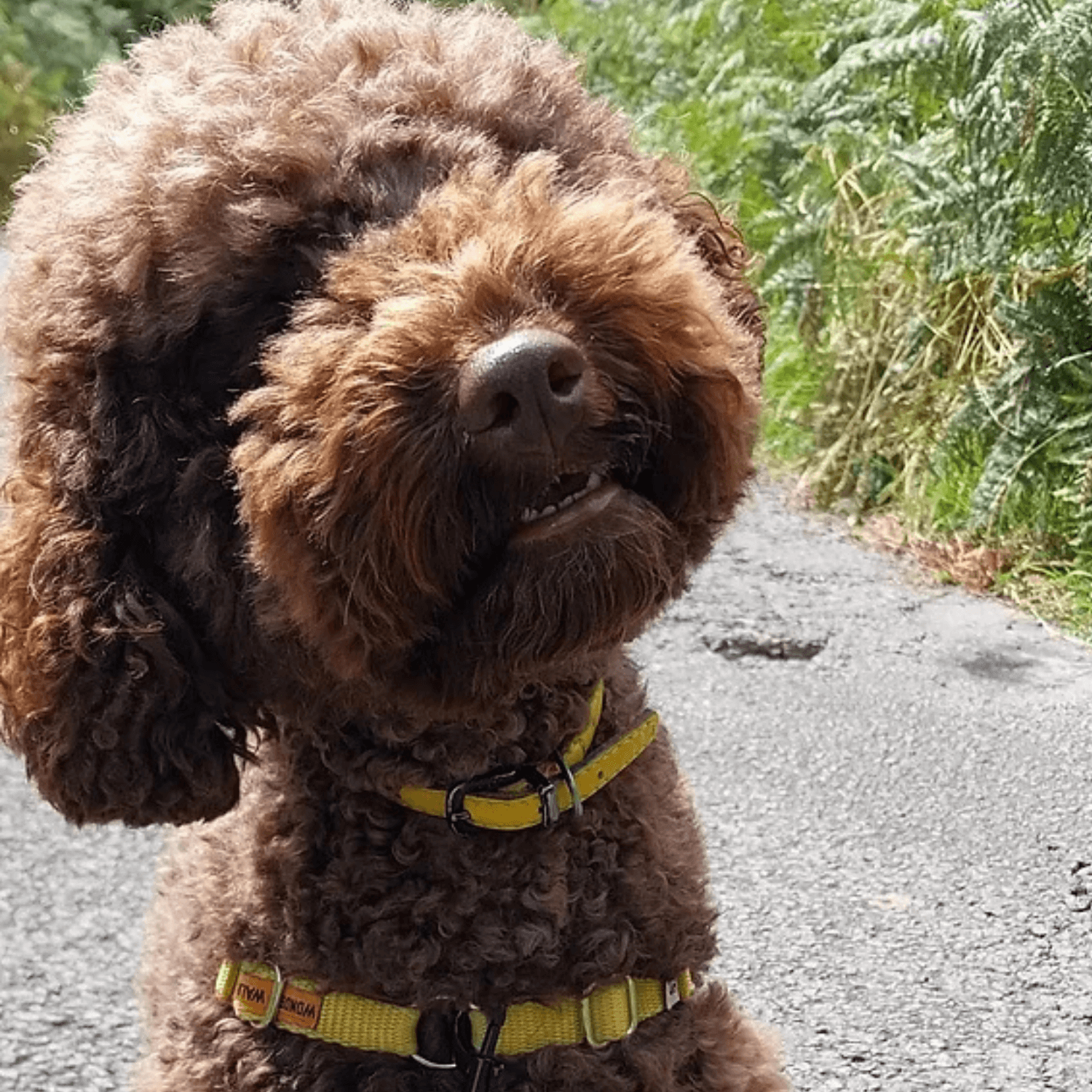 Citizen Canine Ireland