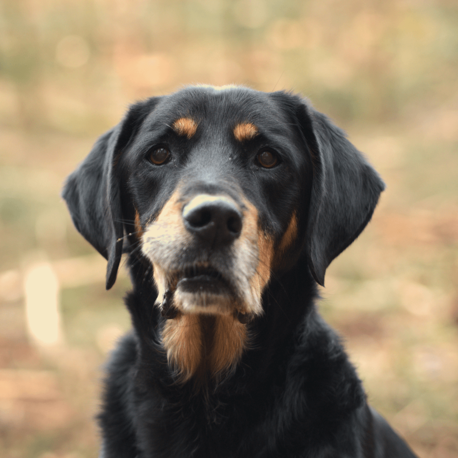 Five Star Dog Training